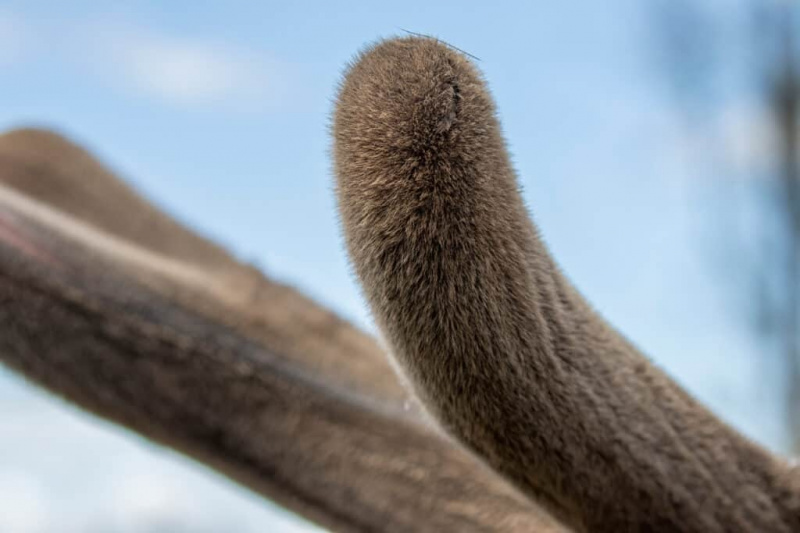   Detail losieho parohu potiahnutého zamatom