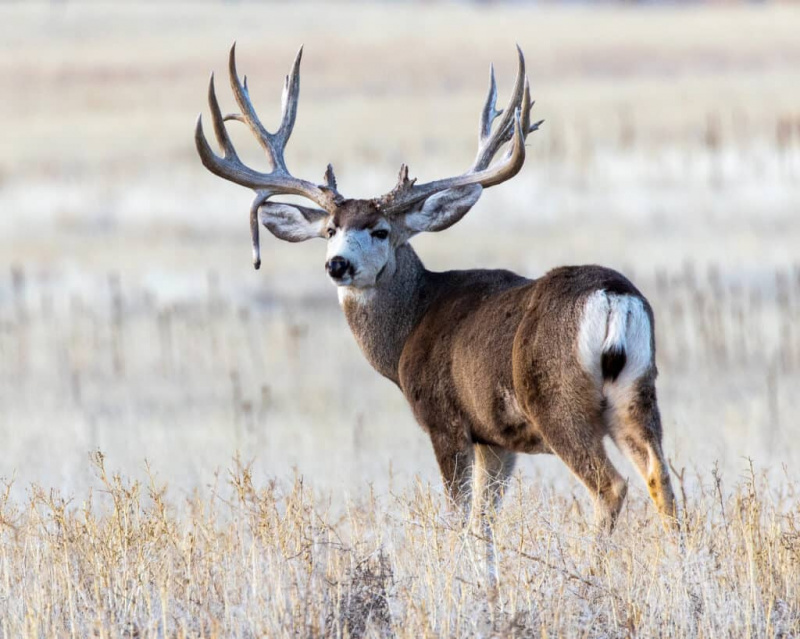   Mule Deer Buck Drop Tine sarvedega
