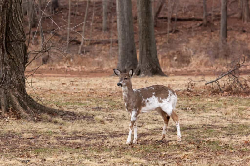   Piebald White-tailed Deer