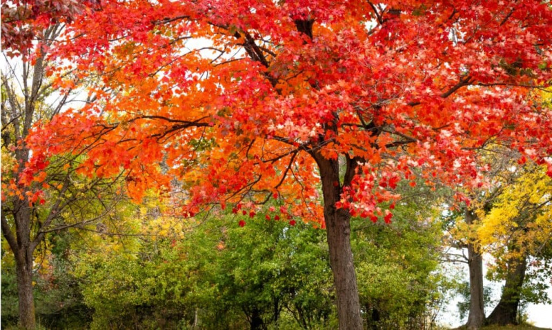   rdeči javor jeseni