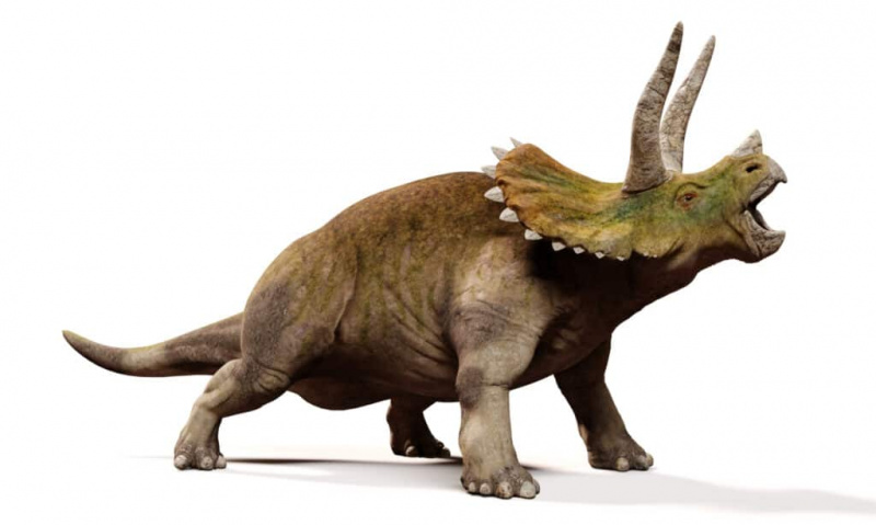   Triceratops horridus, rėkiantis dinozauras, izoliuotas su šešėliu baltame fone (3D iliustracija)