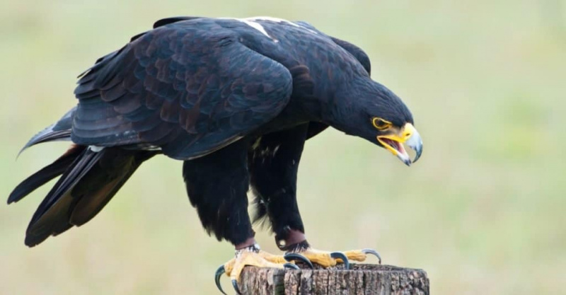   دنیا کا سب سے بڑا عقاب: Verreaux's Eagle