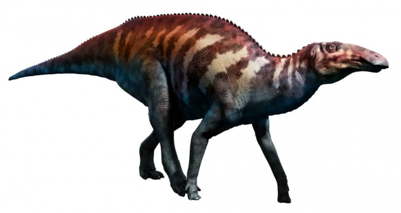   Edmontosaurus 3D