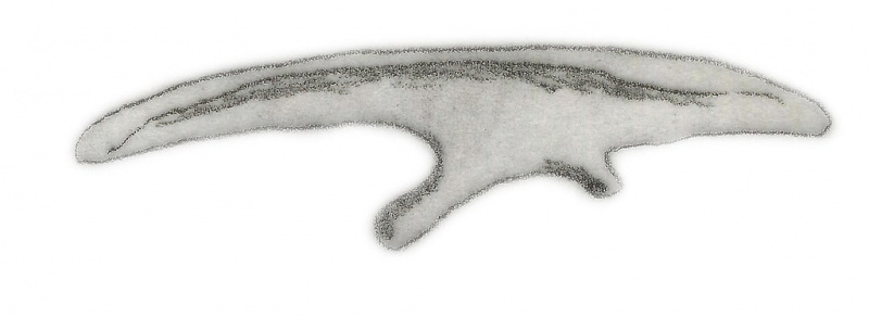   Micropachycephalosaurus hongtuyanensis fosilijų piešinys