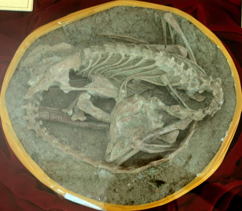   Меи дуги фосил диносауруса