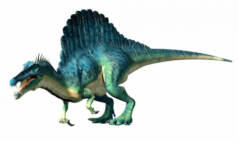   Спиносаурус изолован на белој позадини.
