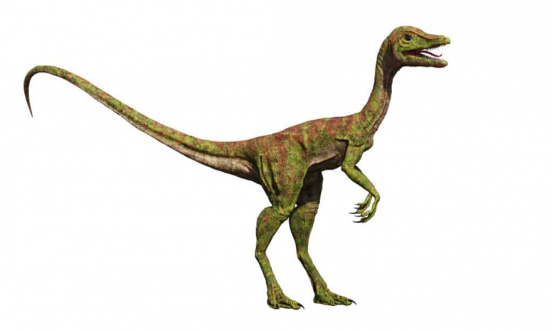   Compsognathus eristetty valkoisella pohjalla.