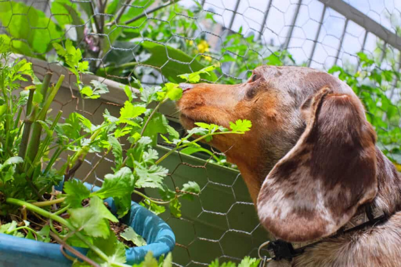 Câinii pot mânca sau nu coriandru? Ce spune Știința