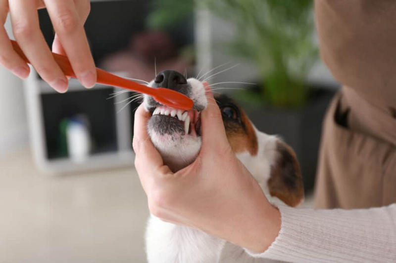 Μπορούν οι σκύλοι να χρησιμοποιήσουν ανθρώπινη οδοντόκρεμα;