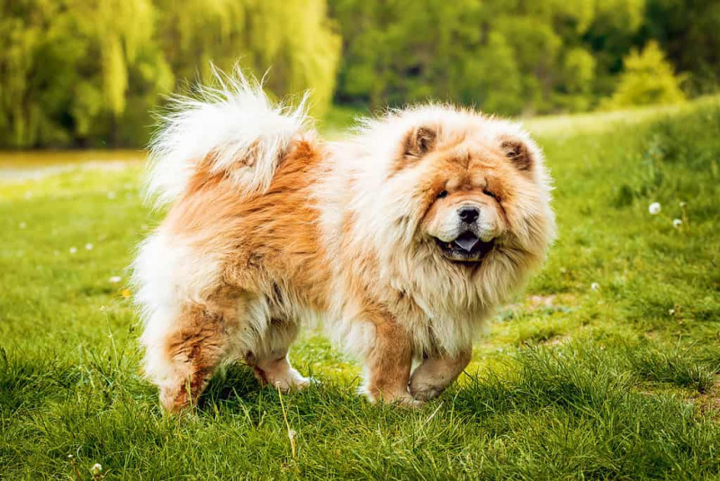   Chow-chow pies