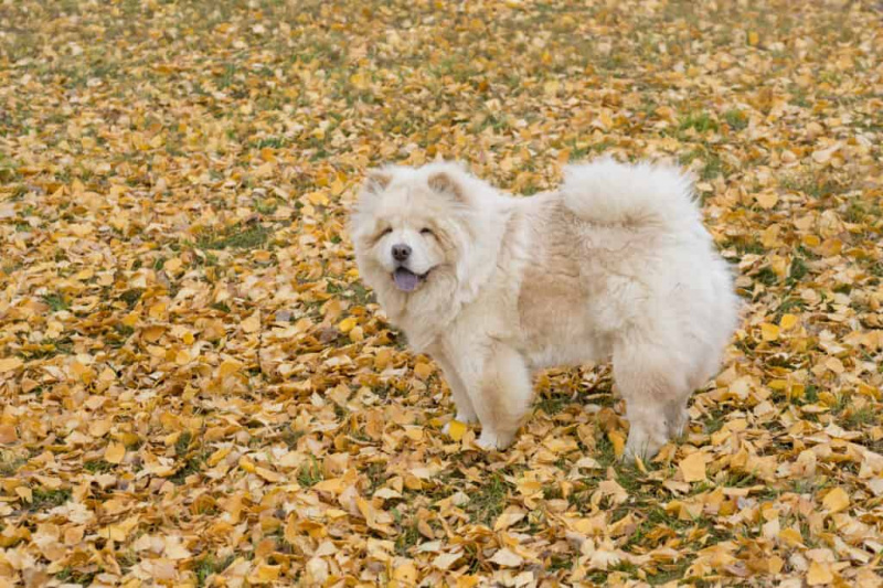   צ'או צ'או עומד על עלווה צהובה בפארק הסתיו.