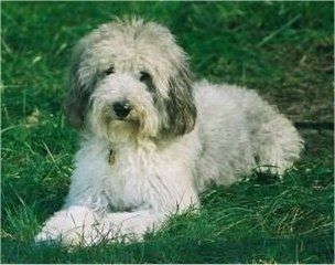 Maklumat dan Gambar Baka Anjing Sheltidoodle