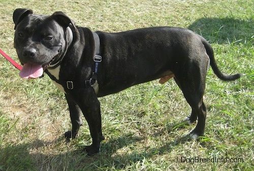Maklumat dan Gambar Breed Dog Staff Bullboxer