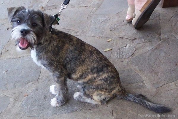 Informacija apie Cairno Corgi šunų veislę ir nuotraukos