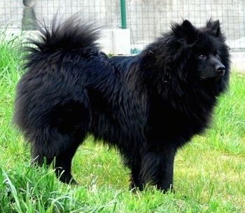 Giant German Spitz Dog Breed Information and Pictures