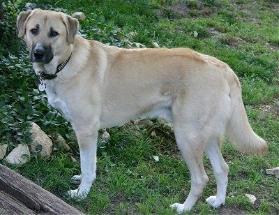 Maklumat dan Gambar Baka Anjing Gembala Anatolia