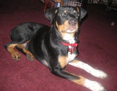 Информация и снимки на породата кучета Бернско роти