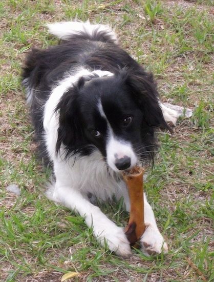 Информация и снимки на породата куче от граничен коли кокер