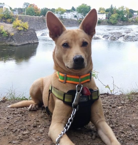 Maklumat dan Gambar Breed Dog Carolina