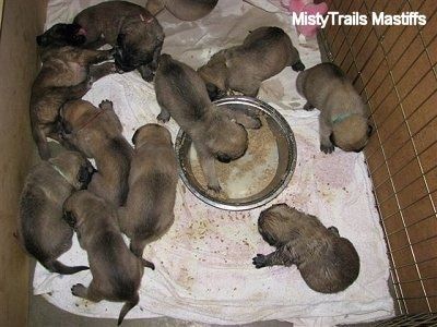 Cuccioli a 3 settimane, cuccioli in fase di parto e allevamento