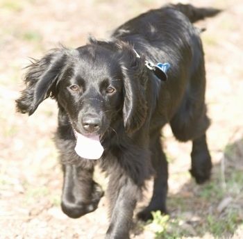 Informazioni e immagini sulla razza del cane di Chatham Hill Retriever