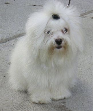 Maklumat dan Gambar Breed Dog Coton de Tulear