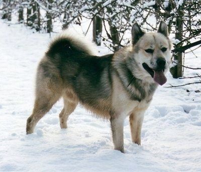 Informações e fotos sobre a raça de cães da Groenlândia