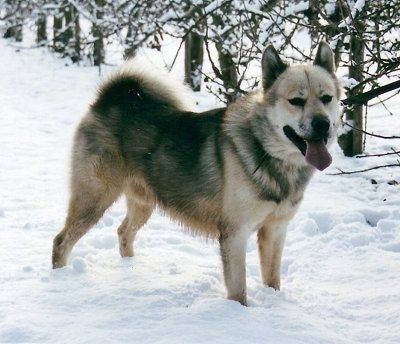 Impormasyon at Mga Larawan ng lahi ng Greenland Dog