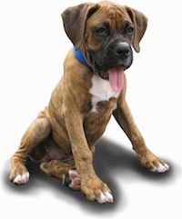 Šuniuko auginimas: diena gyvenime su Bruno Boxer šuniuku
