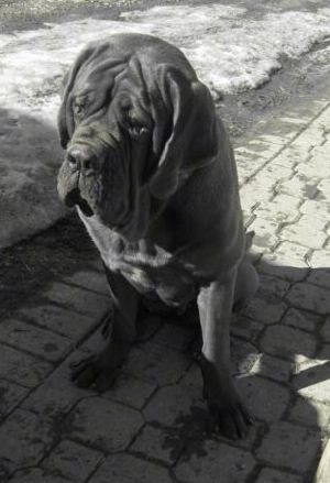 Korea Dosa mastifi koeratõu teave ja pildid