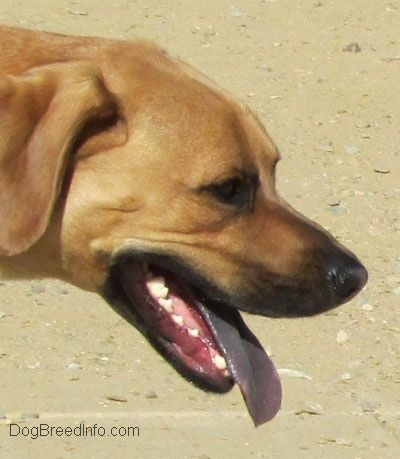 Senarai Anjing Berwarna Hitam