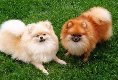 Pomeranian Dog Breed Information and Pictures