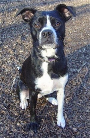 Informace a obrázky plemene Boston Lab Dog