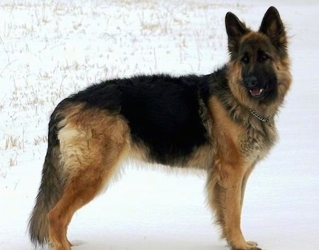 Maklumat dan Gambar Breed Dog King Shepherd