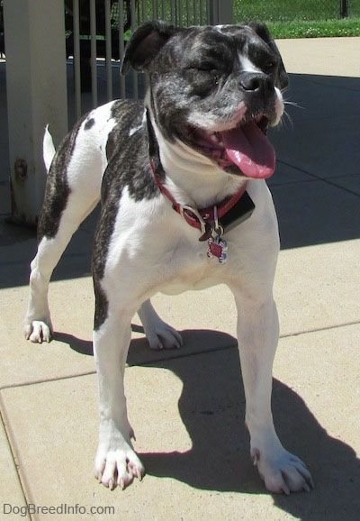 Valley Bulldog Dog Breed Information och bilder