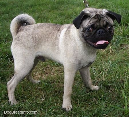 Pug Dog Breed Pictures, 4