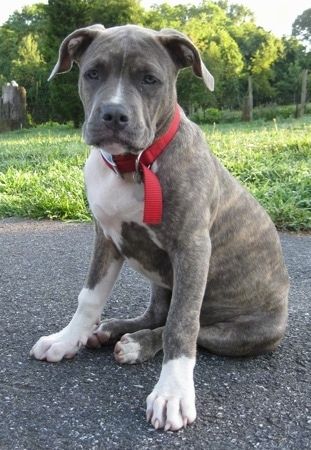 Pagtaas ng isang Puppy 4 na buwan (17 linggo) na si Spencer the Pit Bull