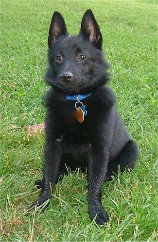 Информация и снимки на породата кучета Schipperke