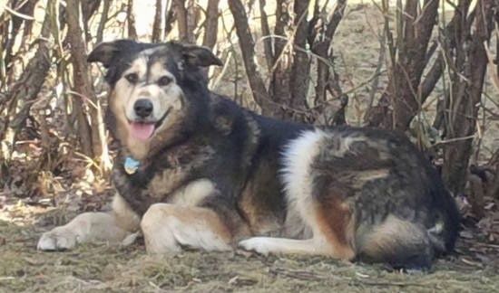 Alaskan Goldenmute Dog Breed Πληροφορίες και εικόνες