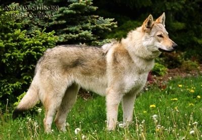Maklumat dan Gambar Breed Dog Wolfdog Czechoslovakia