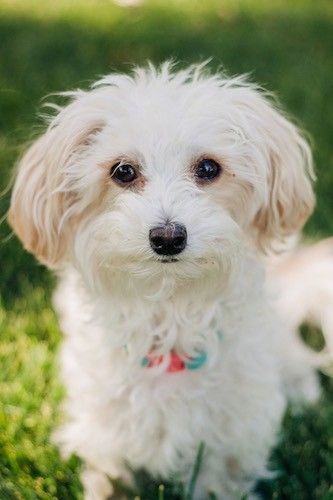 Maklumat dan Gambar Baka Anjing Malti-Poo