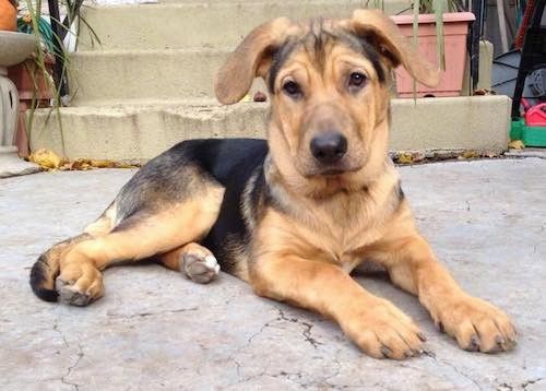 ข้อมูลและรูปภาพสุนัขพันธุ์ Redbone Shepherd
