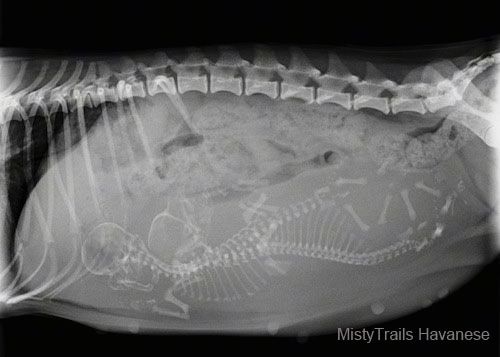 Anak Anjing Whelping: Gambar Sinar X Dam Hamil, Membesarkan Anak Anjing
