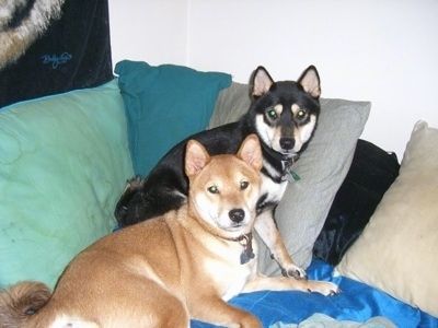 Informacje i zdjęcia o rasie psów Shiba Inu