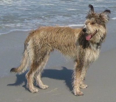 מידע ותמונות על גזע כלבים ברגר פיקארד