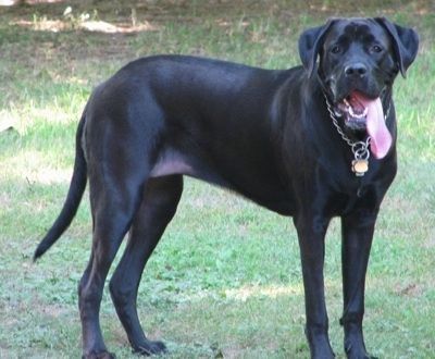 Mastadori koeratõu teave ja pildid