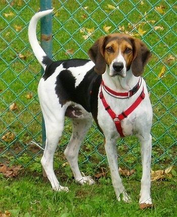 Ang Impormasyon at Mga Larawan ng American Foxhound Dog Breed