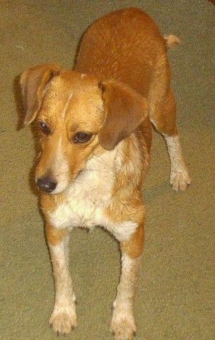 Beagle Sheltie Hunderasse Informationen und Bilder