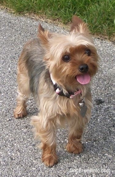 Informazioni e immagini sulla razza del cane Yorkshire Terrier, Yorkie