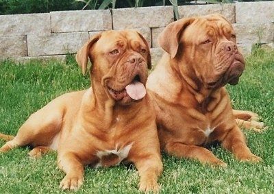 Maklumat dan Gambar Breed Dog Dogue de Bordeaux